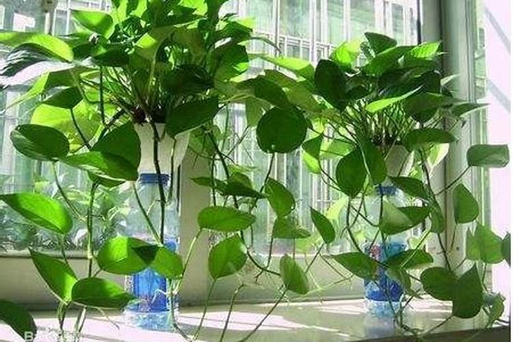 绿萝啤酒浇花的正确方法 啤酒如何浇绿萝