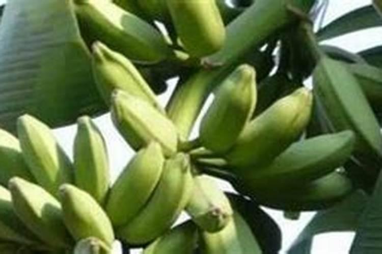 香蕉树最忌三种肥料