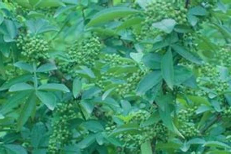 花椒花期用什么叶面肥