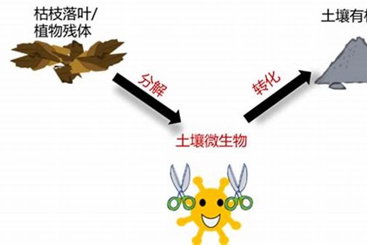 动植物为啥会腐烂