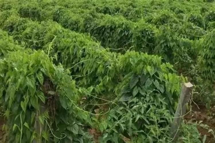 山药膨大常用的肥料