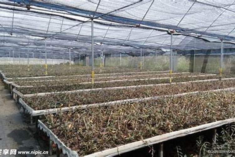 石斛用什么肥料好