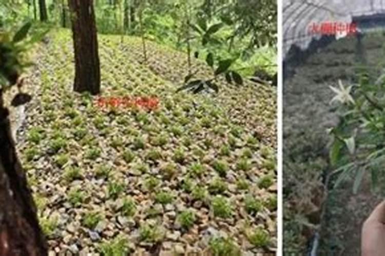 铁皮石斛用什么肥料最好