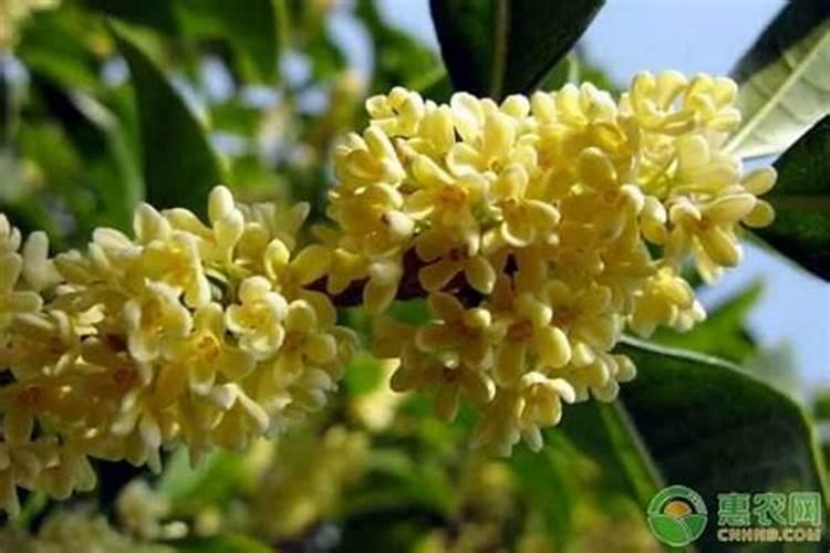 桂花树施什么肥料最好