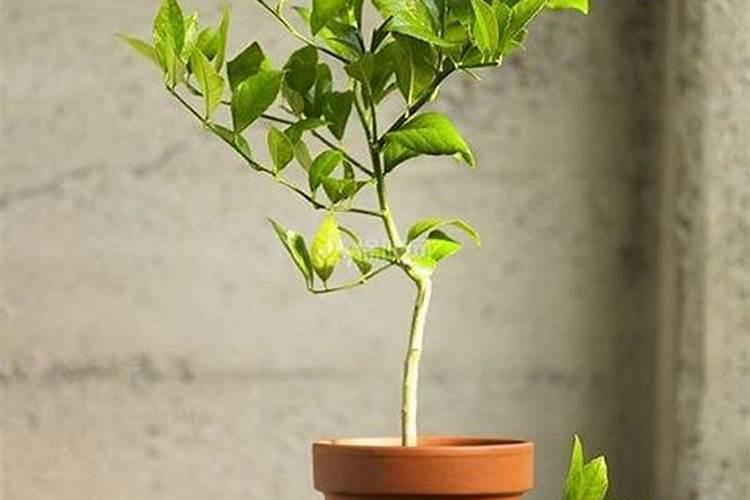 南方樱桃花期能不能喷磷酸二氢钾、糖醇钙和流体硼？