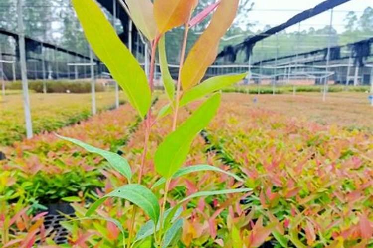 硝酸磷肥放在水里多久融化掉