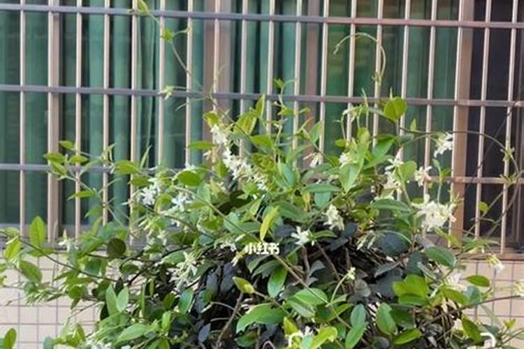 风车茉莉枝条长了黄色毛茸茸的东西？