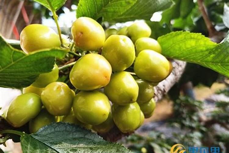樱桃树开春追什么肥料 樱桃树开春追的肥料介绍