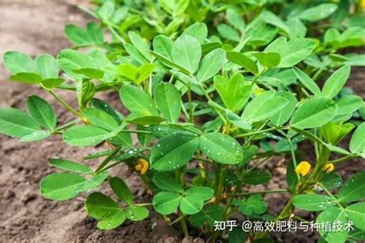 花生用什么肥料最旺盛