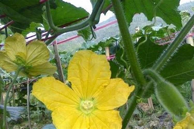 冬瓜处于首花期时,该怎样进行科学施肥？