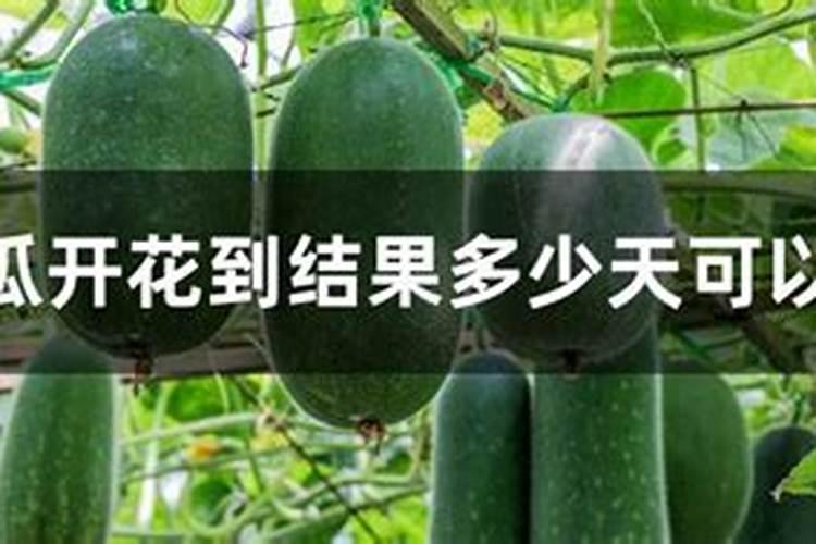 盆栽冬瓜如何施肥