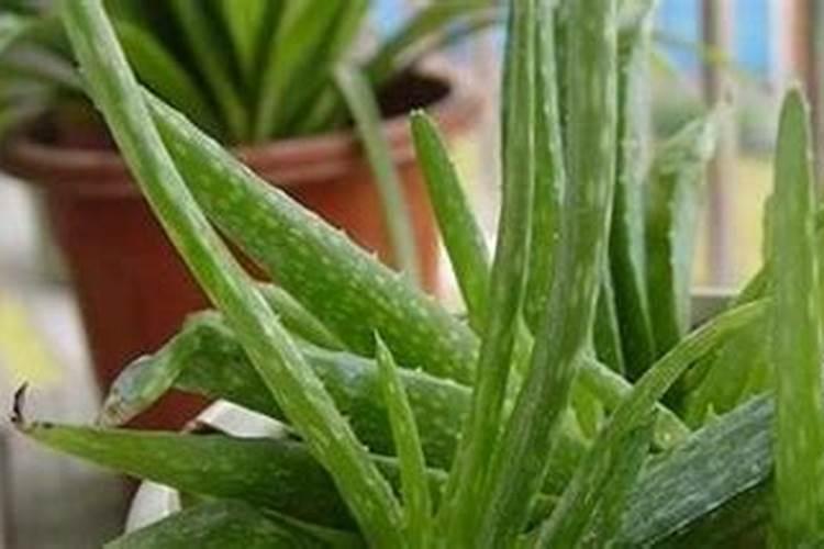 芦荟什么时候施肥