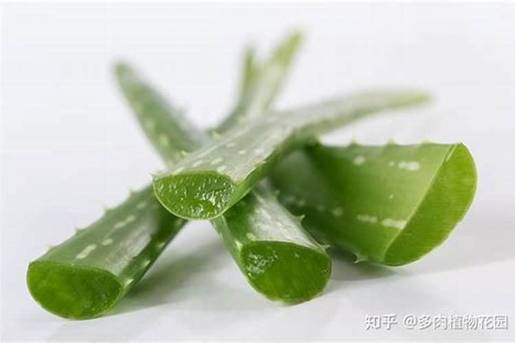 芦荟夏天怎么养护 芦荟夏天要怎么养护