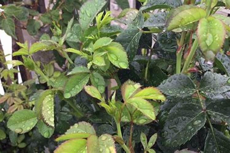月季花施什么肥？
