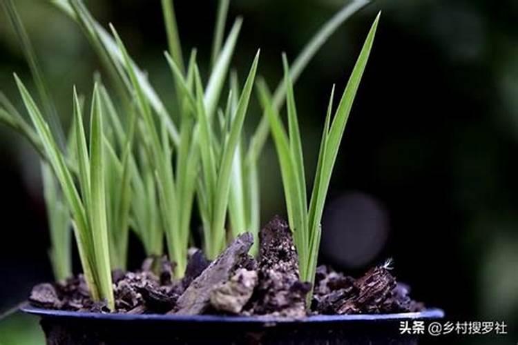 种辣椒用钾肥好还是尿素好？