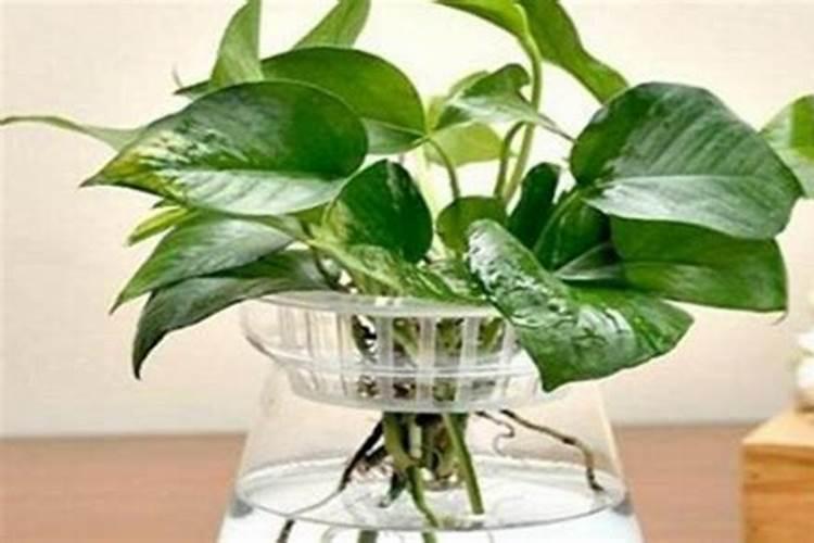 绿萝花水养怎样施肥 绿萝花水养怎样施肥