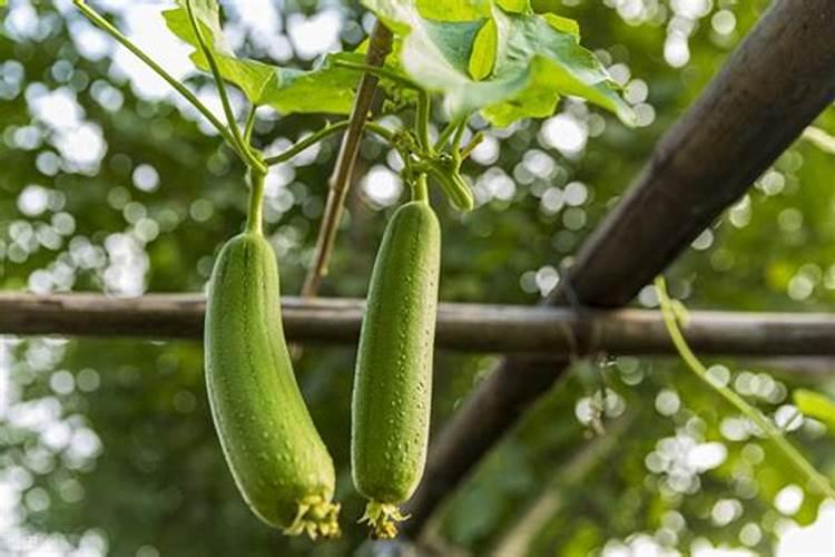 大树移栽多久可以生根 移植的大树要多长时间生根