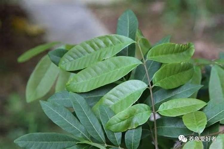 种多久龙眼怎么变成树 从种植到成树,龙眼需要多长时间