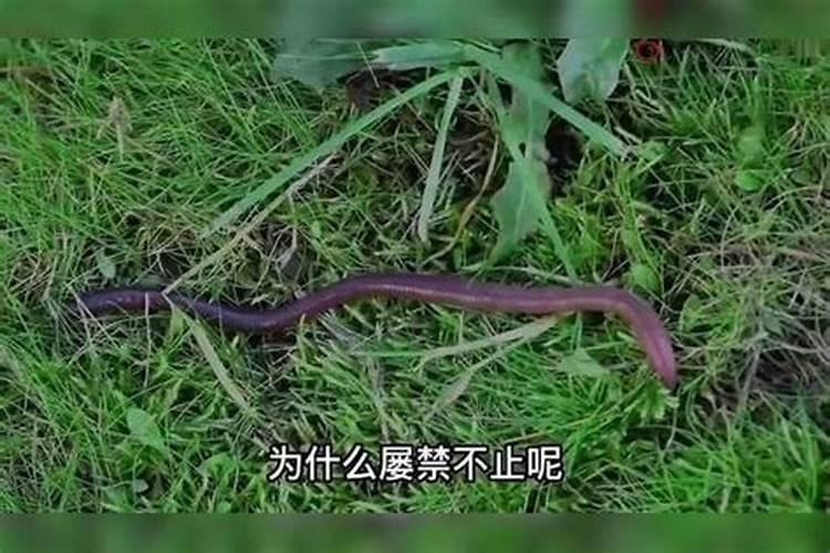 蚯蚓怎么养