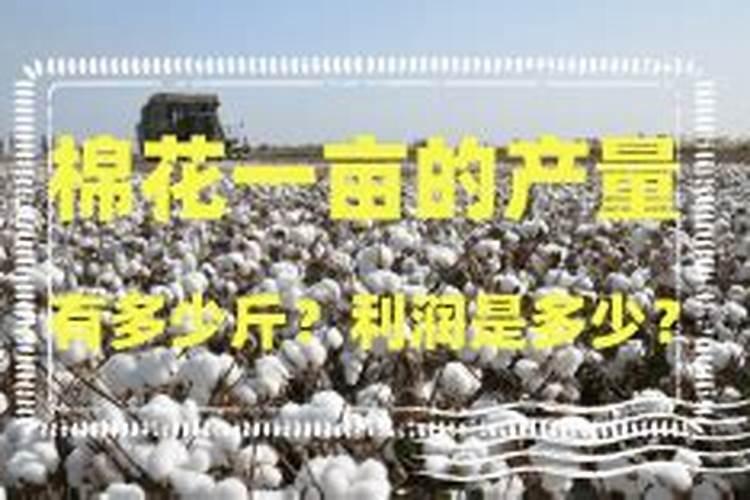 新疆棉花亩产量多少