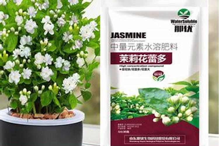茉莉花一年开花三次要怎么养,追施有机肥施加叶面肥