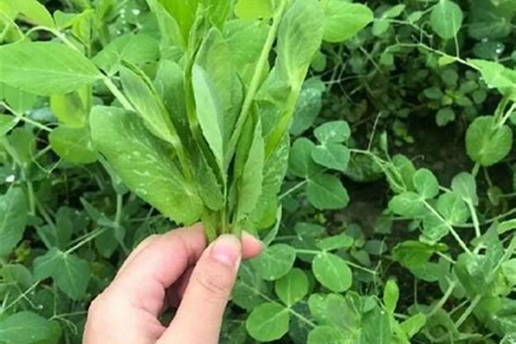 豌豆尖在采摘之后需要打药吗？打什么药比较好？
