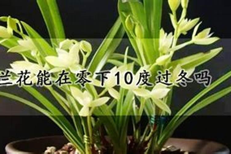 冬季兰花多长时间浇一次水