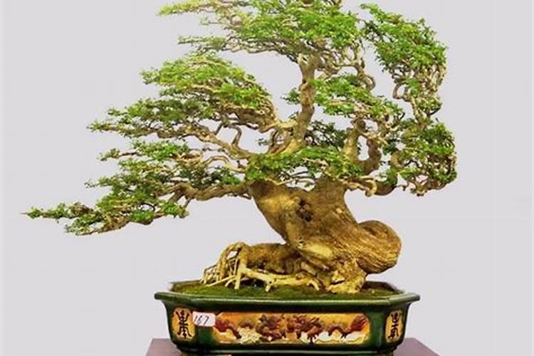 对节白蜡成片枯萎怎么办。