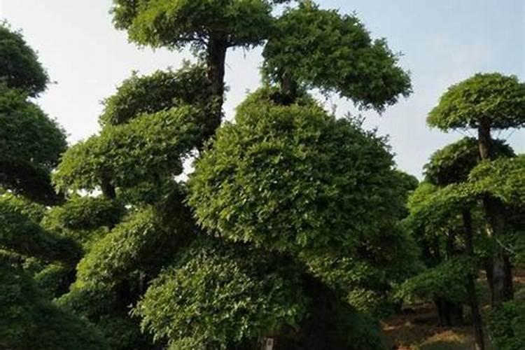 对节白蜡盆景如何施肥