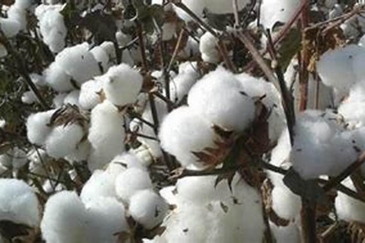 用沃巴盾金大棒叶面肥二遍还配缩节胺吗