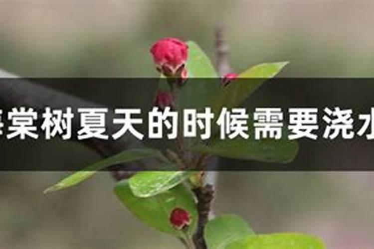 海棠树的栽培与养护