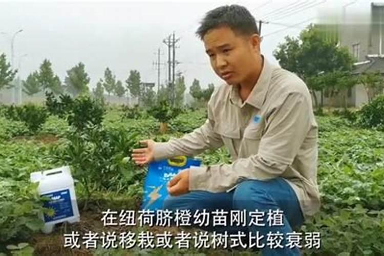 一年树脐橙施肥方案 施什么肥效果好