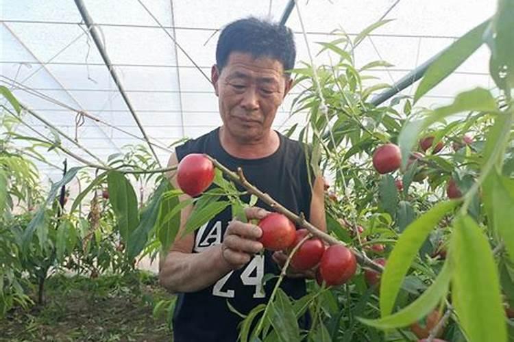 大棚油桃怎么能上色快