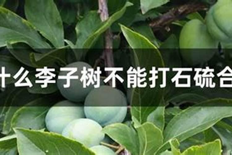 什么树不能打石硫合剂
