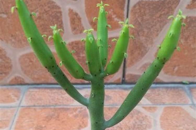多肉植物可以施氮肥吗 多肉植物能施氮肥吗