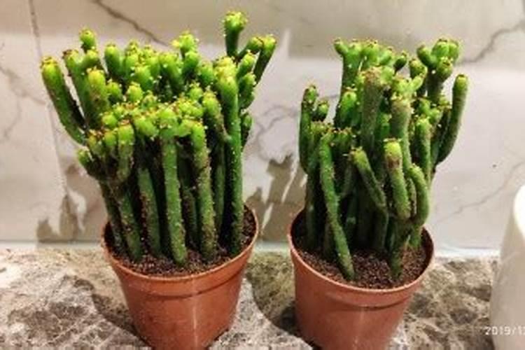 多肉植物可以施氮肥吗
