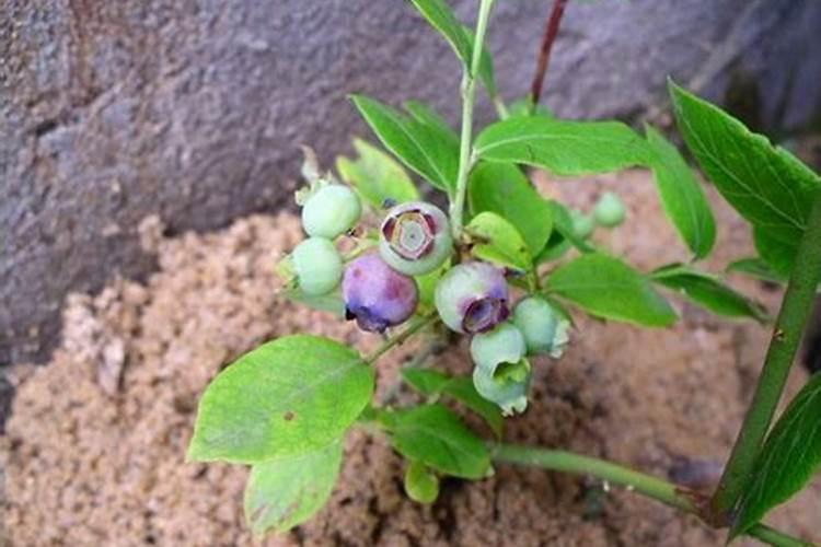 如何在家里的花盆里种草莓