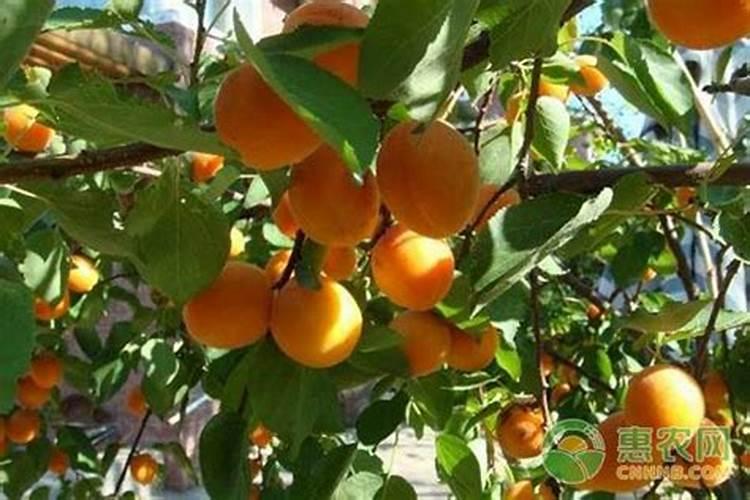 蔬菜作物吸收肥料有哪些特点？