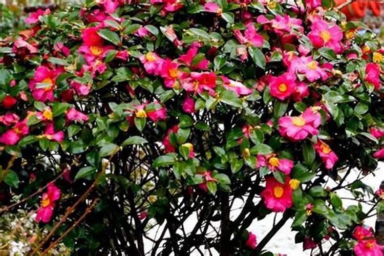 茶梅花期能浇水施肥吗