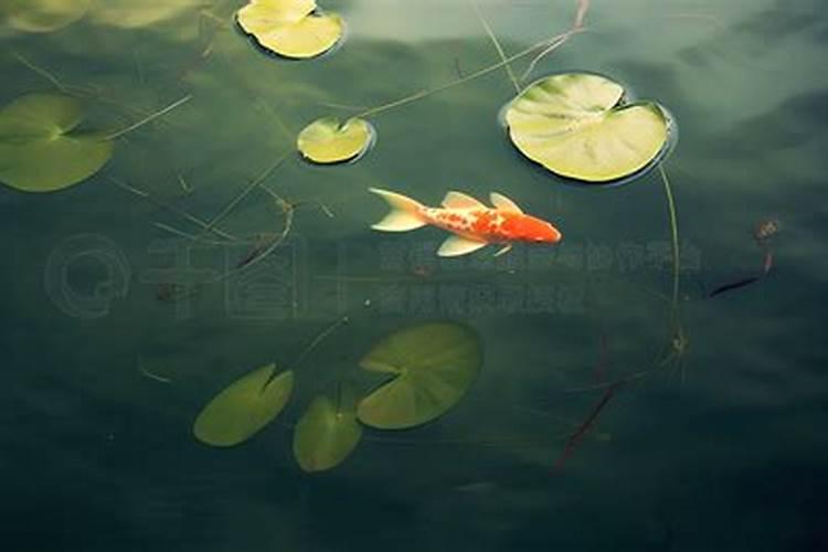 鱼缸里养浮萍的利弊