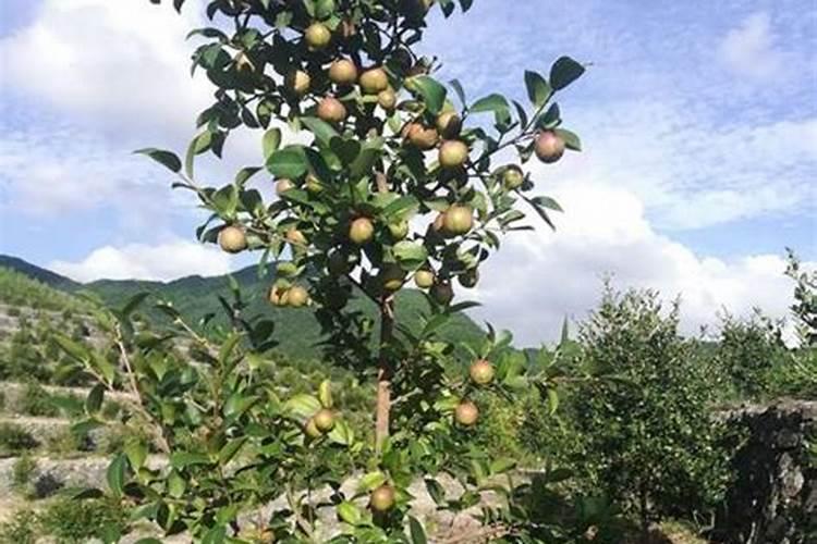 目前油茶树最好的品种