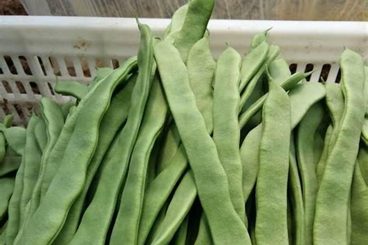 大小白芸豆营养价值一样吗