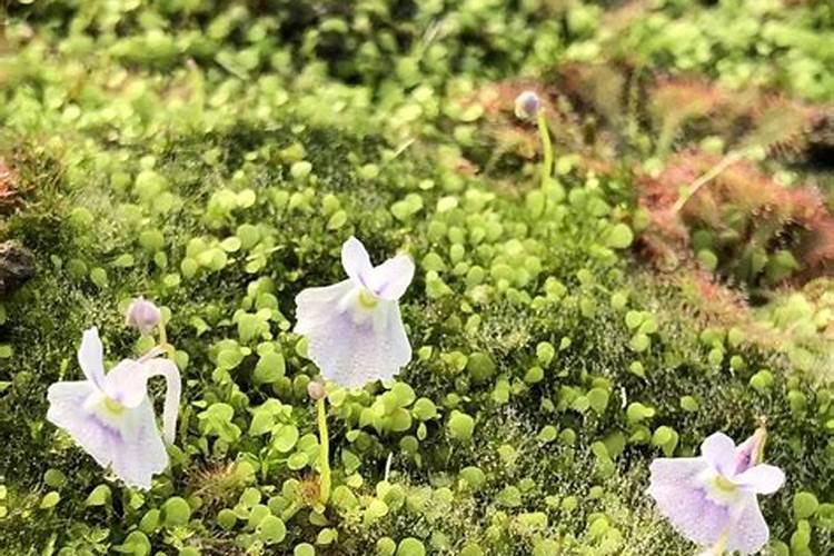 冰片和酒精能治狐臭吗