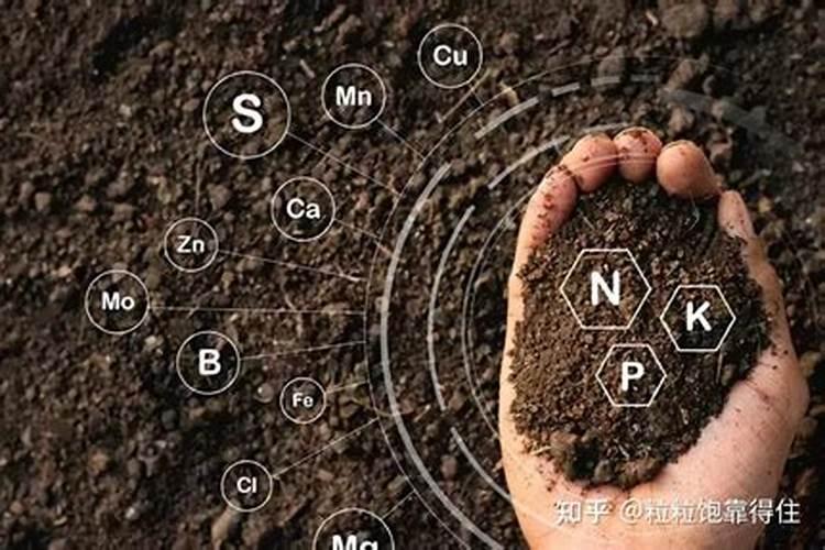 玉米什么时候打叶面肥好 使用方法有哪些