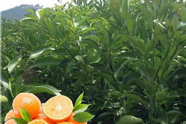 种柑橘用什么肥料最好