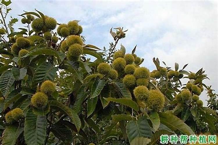 板栗采摘后怎样管理