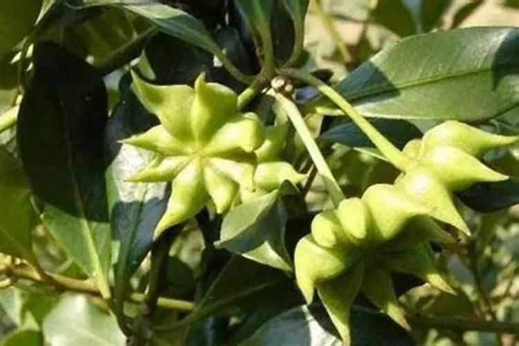 给玉米施肥早上还是傍晚好？二者的区别大吗？