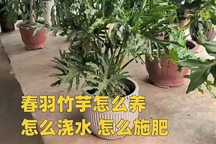 玉米地旱施什么肥料