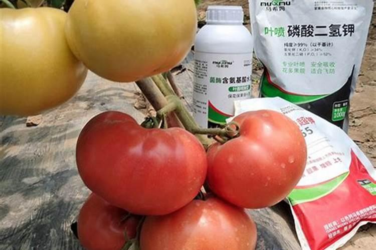 济农多扬,西红柿“抗逆”好帮手!