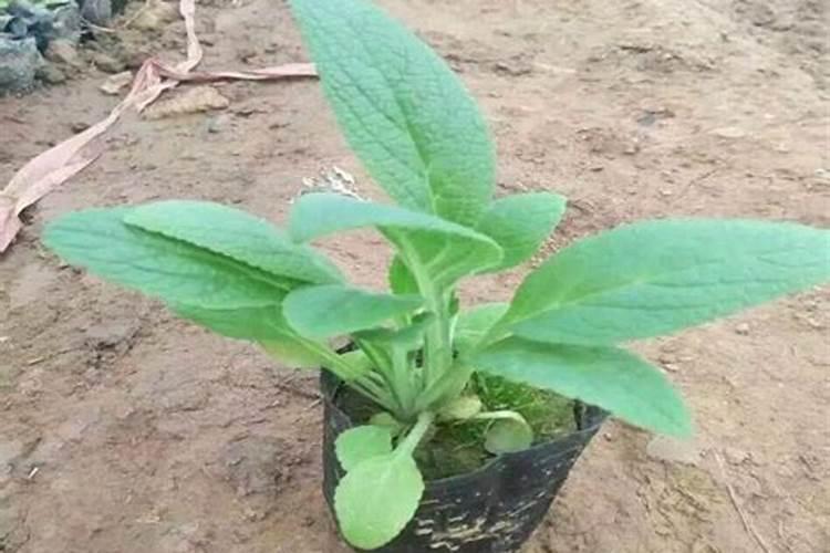 生地黄种植技术和方法？